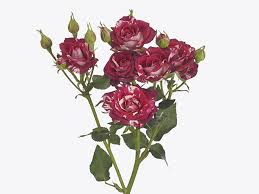 Pink Roses